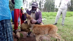 A photo of a baby antelope being bottle-fed by a man wearing a Born Free cap