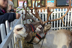 A reindeer in harness in a small fenced enclosure with someone with pixelated face petting it