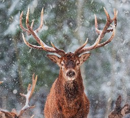 A reindeer with large antlers looks sraight on at the camera with snowy scenery in the background