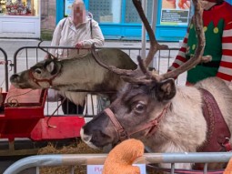 A photo of two reindeer in a small temporary pen at an outdoor Christmas event.