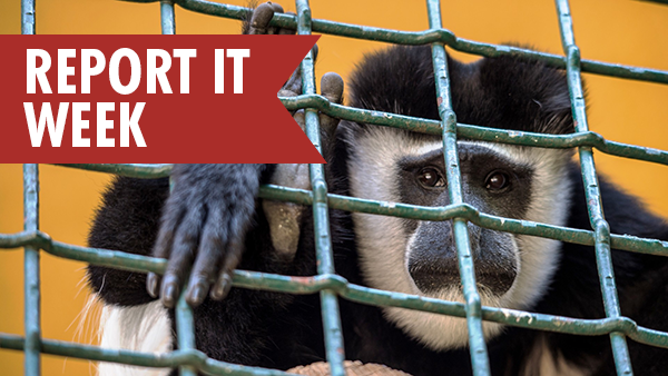 A black and white colobus monkey (Colobus guereza) behind a metal fence with one hand through the bars; text reads 'Report It Week'