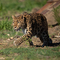A leopard is in action walking on grass with a focused look