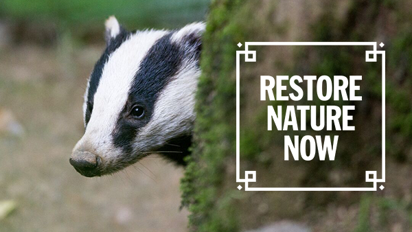 A badger peering around a tree, with the 'Restore Nature Now' logo