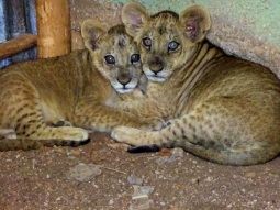 A photo of two young lion cubs huddled together in the corner of a dark room.