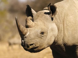 A photo of a wild rhino standing in profile, with a natural background.