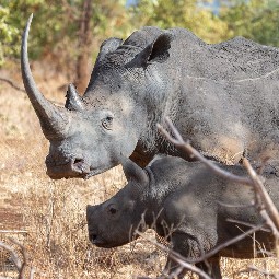 A mother rhino with a large horn, standing sclose-by to her baby, amonst bushes and shrubs