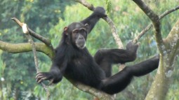 Photograph of a chimpanzee hanging from tree branches in a forested area. The chimpanzee uses one arm to grasp a branch while its legs and other arm are extended, showcasing its agility and natural habitat.