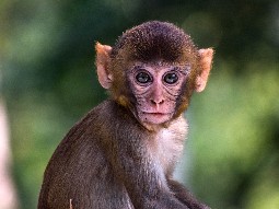 A portrait of a baby monkey