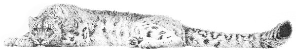 A detailed pencil drawing of a snow leopard