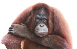 A detailed painting of an orangutan resting its head on its forearm
