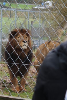 A lion and a lioness behind a wire fence, standing still and looking at a person who is looking at them