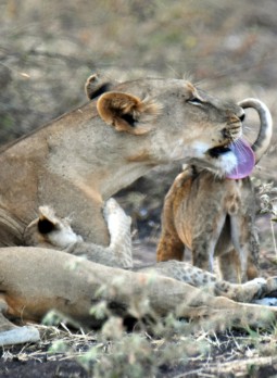 Photograph of a lioness grooming a young lion cub by licking its head with a visible purple tongue. The scene captures a close-up of the animals in a natural, grassy environment with blurred background elements.