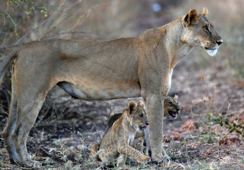 Photograph of a lioness standing protectively over two young cubs in a natural, dry grassland environment. The lioness appears alert and watchful, while the cubs are positioned close to her legs, highlighting a family bond and protective behaviour.