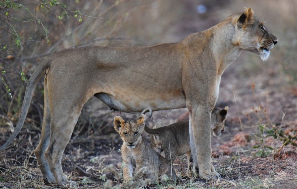 A photo of a wild lioness standing in profile in scrubland and with bushes in the background. Underneath her are two small cubs - one facing the camera and one facing the other way.