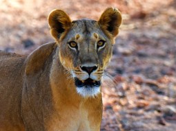 A photo of a young lioness looking into the camera lens with a playful expression.