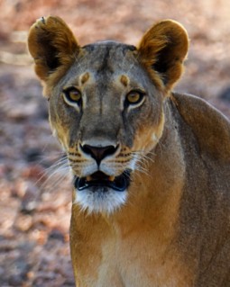 Photograph of a lioness facing forward with a focused expression, set against a blurred natural background of dry foliage and earth tones. The image highlights the lioness's detailed facial features, including her amber eyes, rounded ears, and tawny fur with darker markings around the mouth and nose.