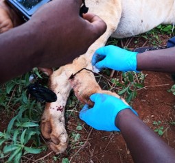 Photograph showing two people wearing blue gloves removing the arrow from Sahara's leg and treating the wound. One person holds the leg steady while the other appears to be cleaning or stitching the injury, with grass and soil visible around.