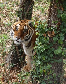 A tiger peeking out from between two trees, in a wooded area