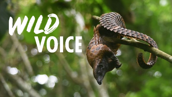 A photo of a black-bellied pangolin hanging upside down, clinging to a tree branch with its tail curled around the trunk, iin a lush green forest. The Wild Voice logo is overlaid.
