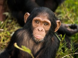 A photo of a young chimpanzee looking directly into the camera