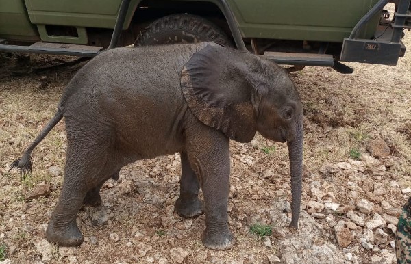 A young elephant calf standing in front of a vehicle