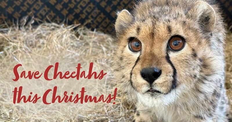 A close-up photo of a young cheetah looking directly into the camera lens, with a bed made of straw in the background, and the words 'Save Cheetahs this Christmas!' overlaid.