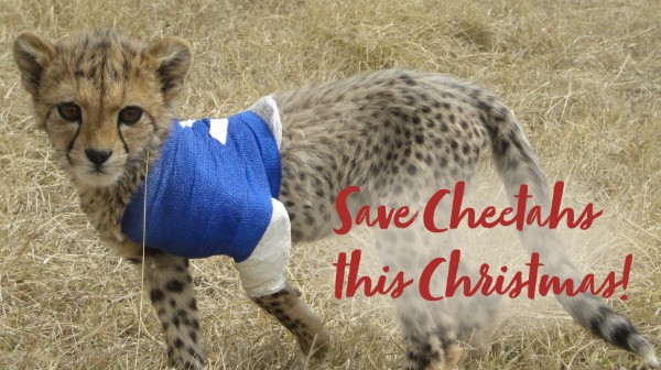 A photo of a cheetah cub with a hreavily bandaged front leg, standing in long grass with the words: 'Save Cheetahs this Christmas' overlaid.