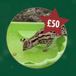 A photo of a serval dipping its front pays in a small paddling pool of water and leaning down to lap it up. In the top right corner there is a star with £50 in it.