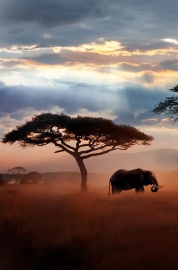 Photograph depicting an African savanna at sunset, evoking wildlife and natural landscape. Acacia tree and grazing buffalo appear against reddish grassland, layered clouds, sunbeams, and warm orange-pink light.