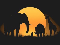 An illustrated silhouette of an elephant, rhino, giraffe and cheetah in the sunset