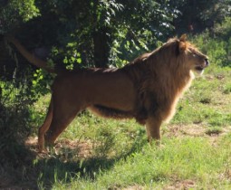 Photograph of a male lion standing on grass near shaded trees in a natural outdoor setting. The lion faces right, displaying a full mane and alert posture with sunlight highlighting its body.