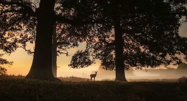 A silhouette photo of a deer standing under oak trees with a misty sunrise behind it.