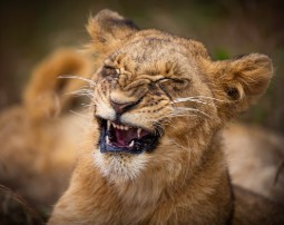 A close-up photo of a lion cub looking like it is grinning
