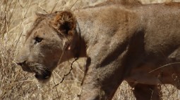 A young male lion is walking through dry grass, with a wire snare around his neck