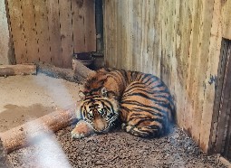 A captive tiger lying down in a small indoor enclosure, behind a glass front.