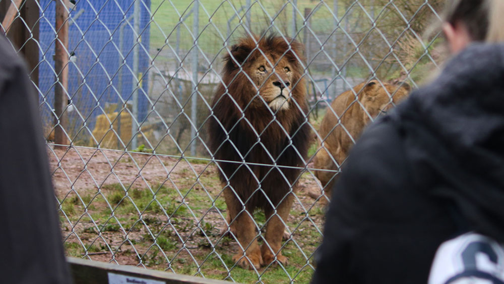 A lion stands motionless, looking at people through a mesh fence. The grass is very worn and muddy, and the enclosure is small.