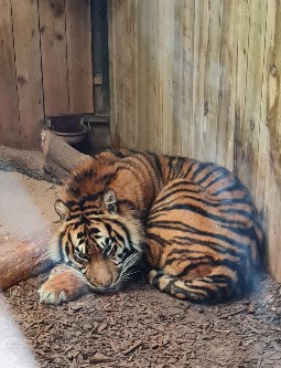 A tiger lying curled-up  inside an indoor zoo enclosure with wooden cladding.