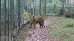 A captive tiger standing in a muddy, barren zoo enclosure