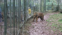 A tiger in a muddy, barren enclosure at South Lakes Safari Zoo
