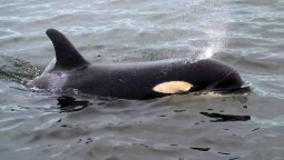 A photo of an orca swimming in the sea