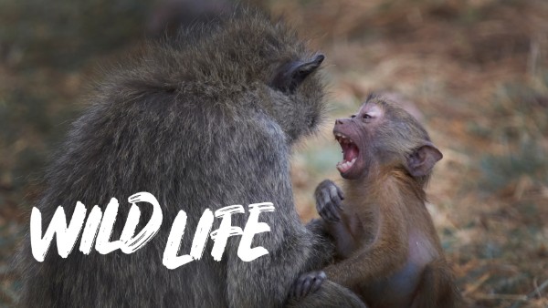 A photo of a mother baboon and her baby sitting very close to each other - the mother has her back to the camera, and the baby is looking at her face and appears to be laughing. The Wild Life logo is overlaid in the bottom left corner of the image.