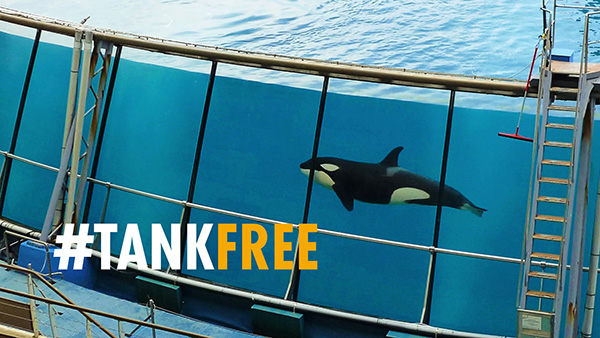 A solitary orca swimming in a glass-fronted tank at an aquarium with the words #TANKFREE overlaid.