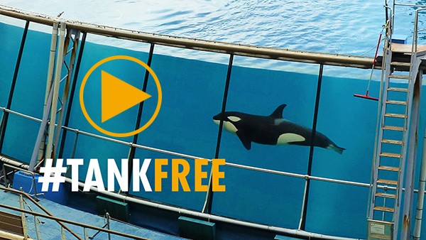 A photo or a large orca whale swimming inside a glass tank with metal structures and ladders surrounding it. The words #TANKFREE are overlaid with a play button - click to start the video