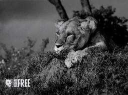 A black and white photo os a lioness with the Born Free logo bottom left