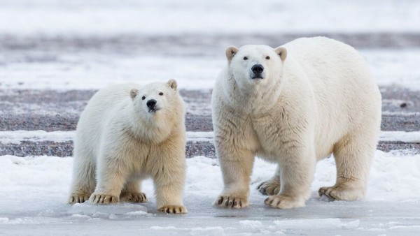 A photo of two polar bears standing together in the snow