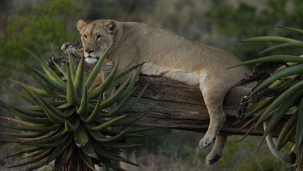 A lioness looking serene, lyong on a wooden log with her back legs hanging down either side, surrounded by African vegetation