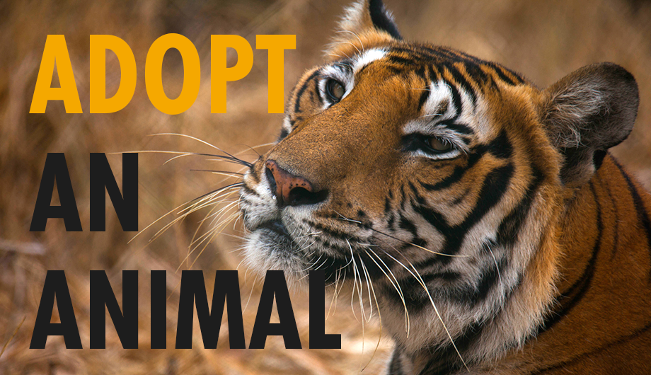 Close up of a tiger with text saying Adopt an Animal