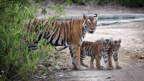An adult tiger and two tiger cubs, emerging from the bushes at the side of a road