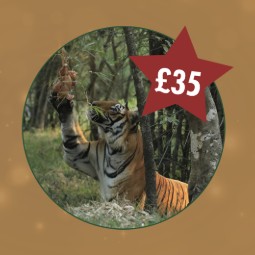 A photo of a tiger reaching up to grab food hanging from a tree. In the top right corner there is a star with £35 in it.