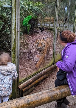 A tiger inside a glass-fronted zoo enclosure, cacing back and forth while people watch through the window